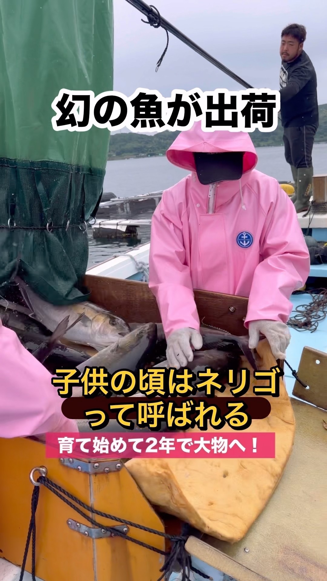 Shipping out the legendary Greater Amberjack🐟‼️#shorts - YouTube