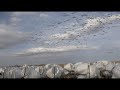 Alberta 2021 Spring Snow Goose Hunting