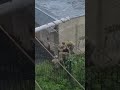 Brutal mobilization in Ukraine's Odessa region
