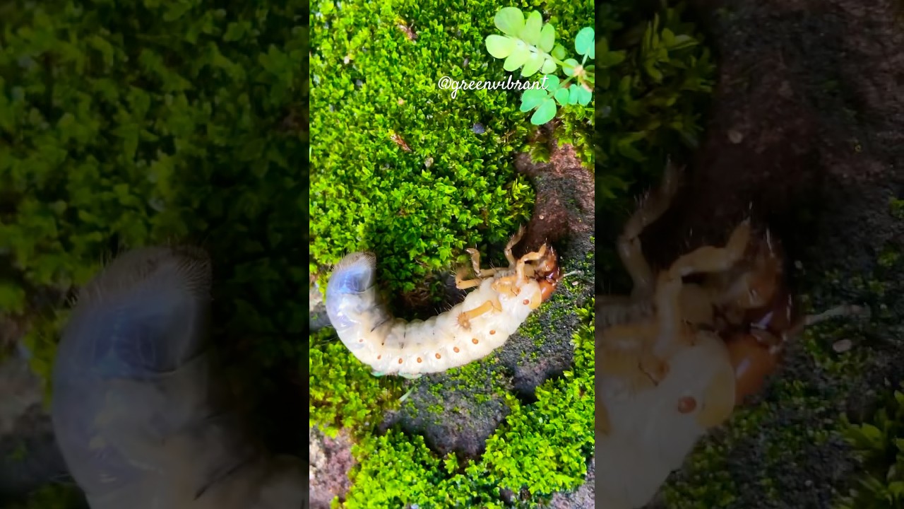 Look at this😱 C Shaped Large Larvae White Grubs Soil Worms🪱🤍🧡👀 Moments (Phyllophaga larvae) 