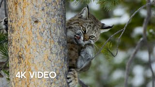 Bobcat Hunting in Winter | 4K UHD | Planet Earth II | BBC Earth