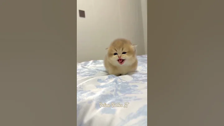 Watch the video about Kitten meowing 😻 | 30.09.2025 | Part 3 #catsound#catvideos #catmeowing #kitten #cat #kittiesmeowing