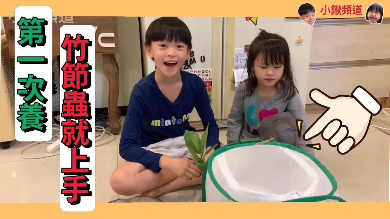 【小鍬頻道】棉桿竹節蟲飼養方法-第一次養竹節蟲就上手