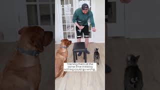 Dog vs Cat Training