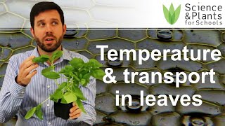 Transport in plants & leaf temperature - Biology investigation 🍂🌡️