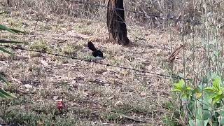 willy wagtail dance.