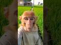 چاچا ندیم ڈھونڈ رہے ہیں ۔#shorts #viral #comedy #lol