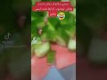 شوفي بي قلب طنجرة اكلة لذيذة مقدرة Foryou Viral Youtube Short 