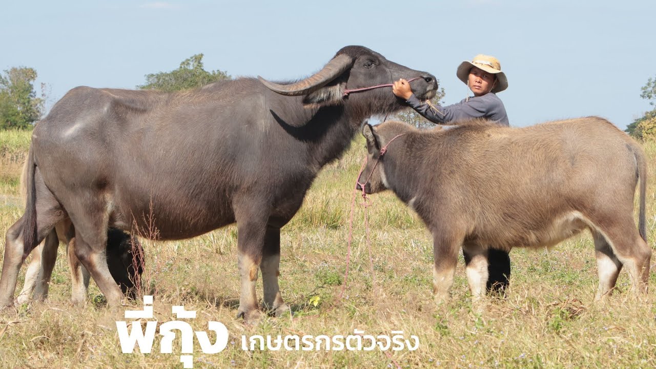 เลี้ยงด้วยใจรัก ยังไงก็มีความสุข พี่กุ้ง คนรักควาย อ.บ้านแฮด จ.ขอนแก่น