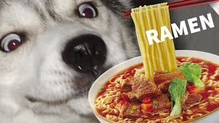 ASMR Husky Ramen Taste Test! ❤️ 🍜 by HUNGRY HUSKY PACK 11,281 views 3 years ago 1 minute, 32 seconds
