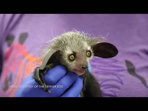 Video: Aye-Aye Pe Cale De Dispariție Născut La Grădina Zoologică Din Denver