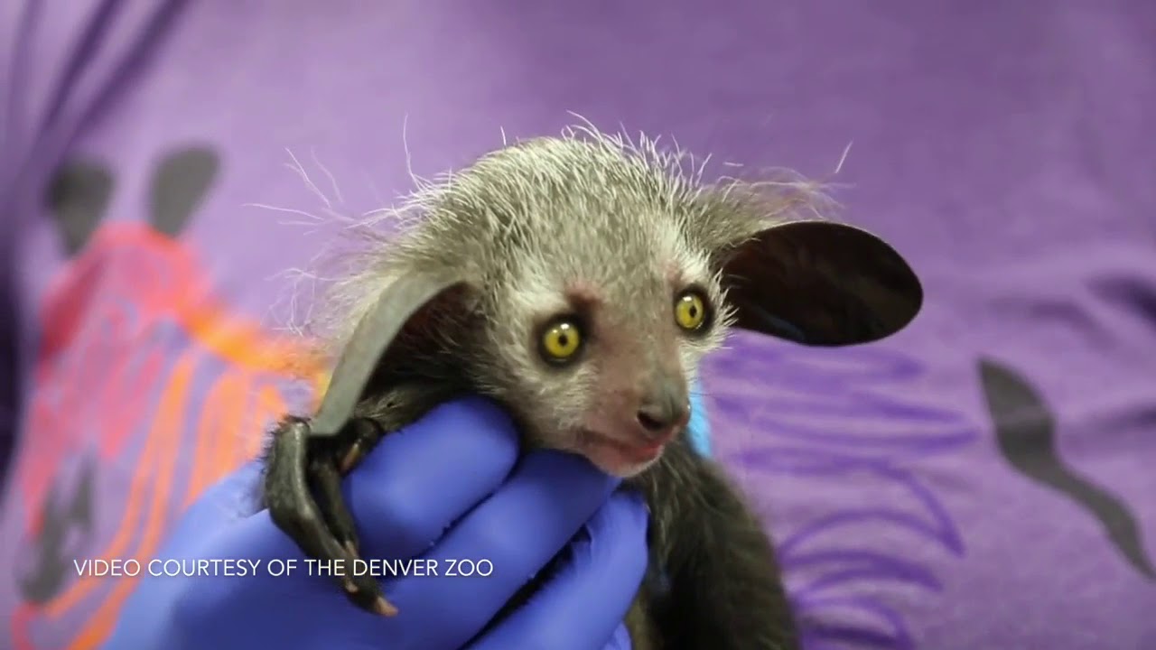 Denver Zoo's baby ayeaye out in habitat YouTube