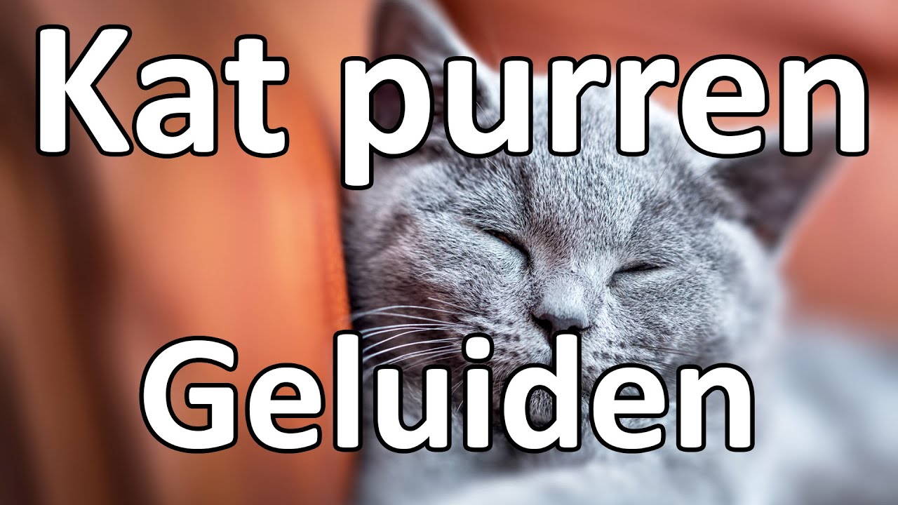 Spinnen Kat | ASMR Katten geluiden | Kat die aan het spinnen is [Zwart