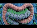 E  coli K 12 Naturally Living in Your Gut Facts You Didn’t Know 👀”
