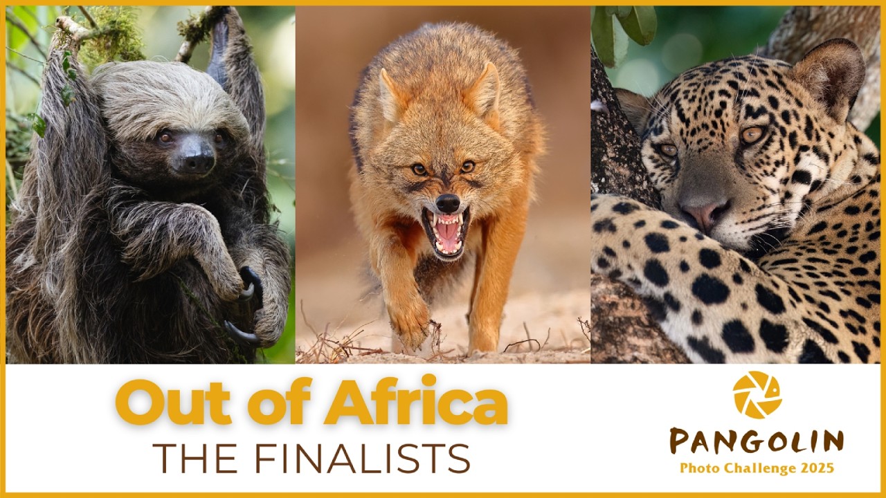 79 stunning images from the Pangolin Photo Challenge