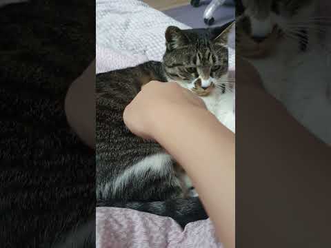 괴롭히기 고양이