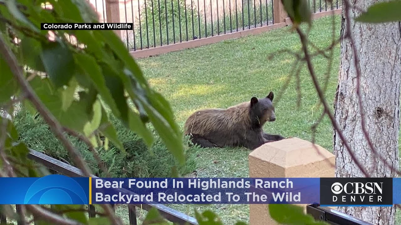 Bear Found In Highlands Ranch Backyard Relocated To Wildnerness - YouTube