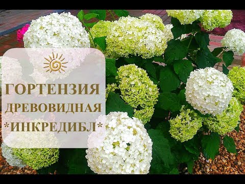 Правила полива и подкормки растения