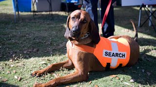 Training Your Bloodhound for Agility: How to Get Started!