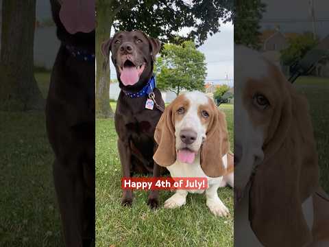 Stars, Stripes & Snoots ❤️🤍💙
