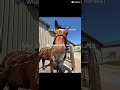 EVERYTHING HURTS!!! #horse #equestrian #eq #pain #sore #viral #shorts #subscribe #fyp