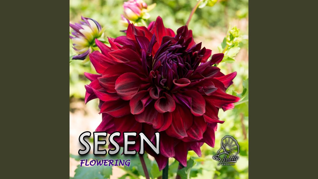 Guarda Flowering su YouTube Guarda Flowering su YouTube