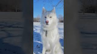 From Puppy to Wolf 🐺 | Evolution Transformation