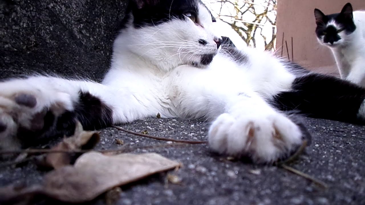 white collar crime Black and white cat stealing the place from his brother
