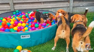 Beagles Gone Wild: Top 10 Pool & Ball Pit Party Moments
