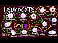 Leukocyte (BTS Dynamite Parody) | A Capella Science: Immunology I