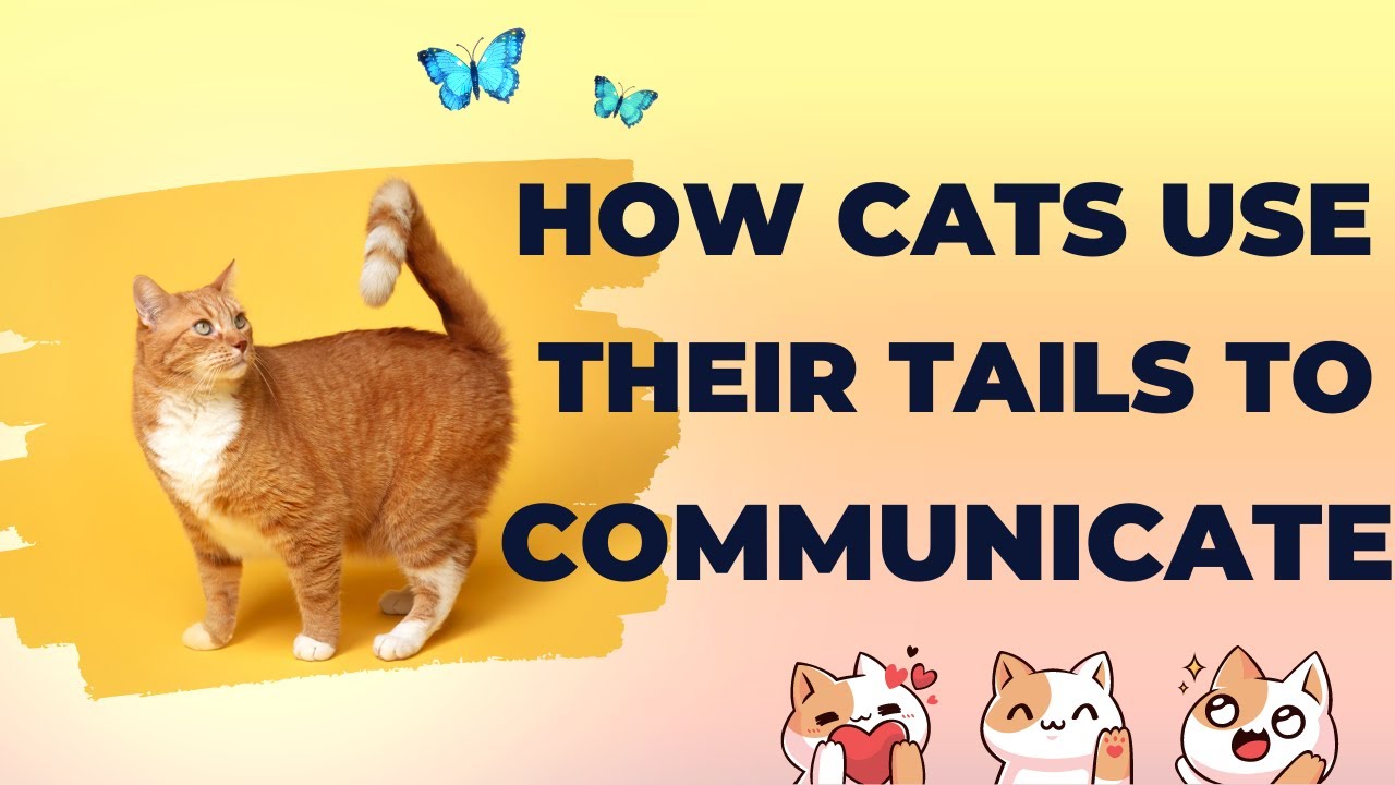 How Do Cats Use Their Ears How Do Cats Use Their Ears