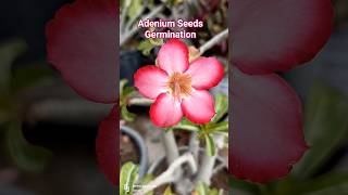 “Adenium Seed Germination in 7 Days 🌱🔥” #adenium #adeniumcare #shorts #viral #ytshorts #yt