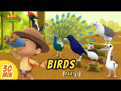 Birds Minisode Compilation (Part 1/2) - Leo the Wildlife Ranger | Animation | For Kids