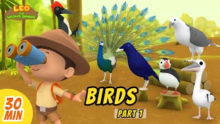 Birds Minisode Compilation (Part 1/2)  Leo the Wildlife Ranger | Animation | For Kids