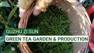 Green Tea Guzhu Zi Sun | Tea Travel Vlog | Tea Garden, Tea Farm and Tea Production | ZhenTea