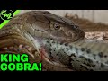 King Cobra EATS Python!!