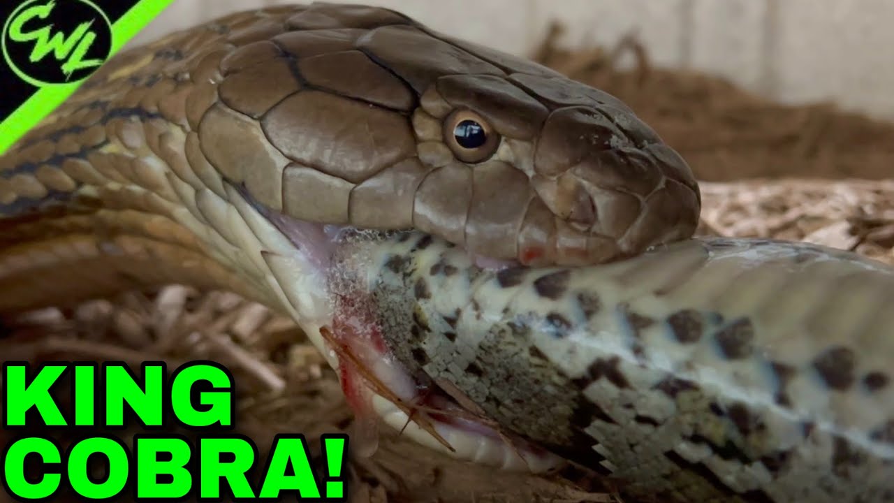 When the King Cobra Meets a Rock Python, Roundglass