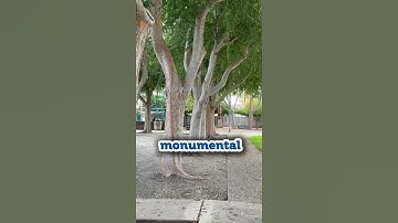 🌳 Een eerbetoon aan de reuzen: parkbomen en stedelijke groene ruimtes #UrbanForest #TreeLover #Pa...