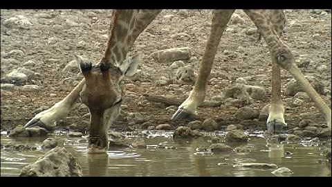 Biomes | Biology | Ecology