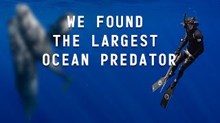 We Flew to Kona to Spear - But Ran Into the LARGEST Ocean PREDATOR!