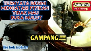 Anakan Murai Tidak Mau Diloloh??gini cara mengatasinya ||👍Ternak Murai Batu.