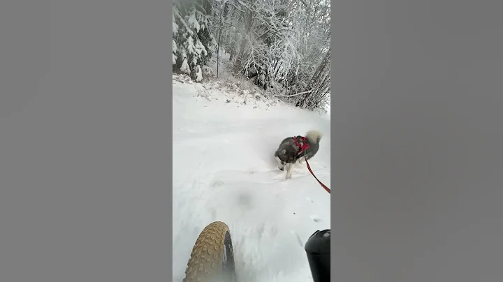 Winter bikejoring CRASH (Alaskan Malamute & fatbik...
