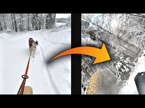 Winter bikejoring CRASH (Alaskan Malamute & fatbike) | Taival Outdoors