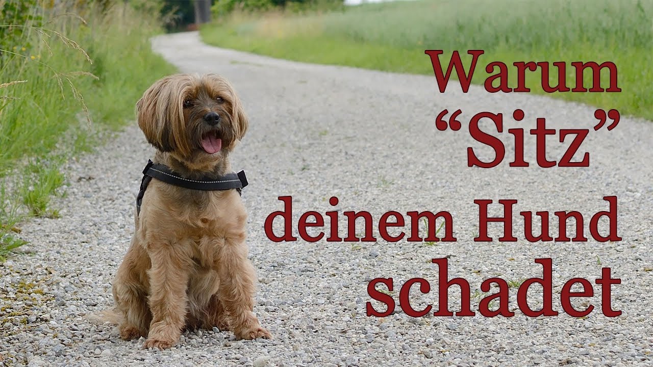 Dem Hund Sitz beibringen? 🔴Warum Sitz dem Hund mehr schadet als hilft ...