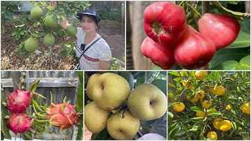 Những cây ăn trái nhiệt đới trồng thành công tại Melbourne- Australia.