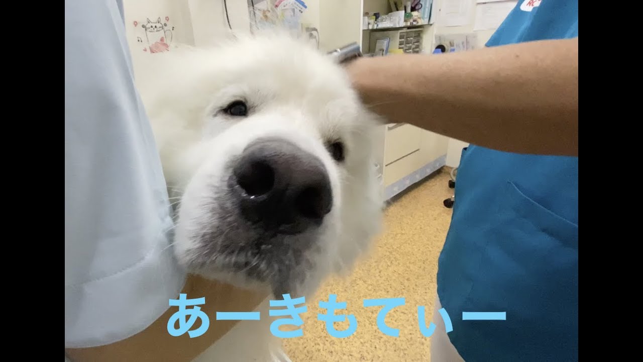 動物病院で悶絶するグレートピレニーズ　耳掃除の様子