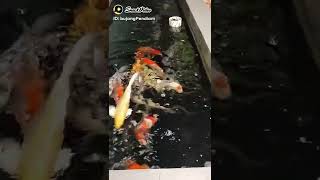 Download Lagu kolam koi MP3