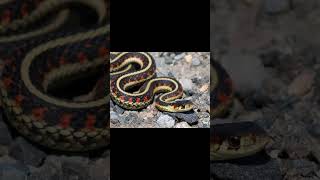 Common Garter Snake and Central African Rock Python