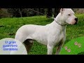 Dogo Argentino, el guerrero cordobés- Parte 1