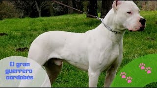 Dogo Argentino, el guerrero cordobés Parte 1